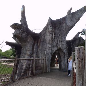 Africa- Fake tree viewing area 13.7.23