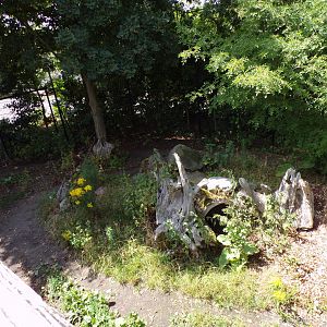Africa- Spotted hyena enclosure 13.7.23