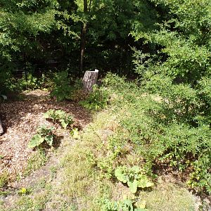 Africa- Spotted hyena enclosure 13.7.23