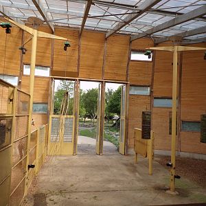 Africa- Giraffe indoors 13.7.23