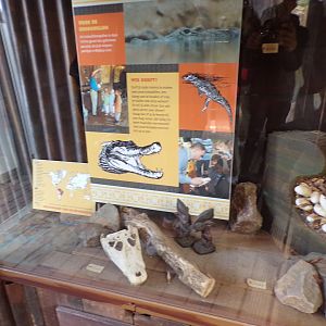 Africa- Crocodile skulls and other artefacts 13.7.23