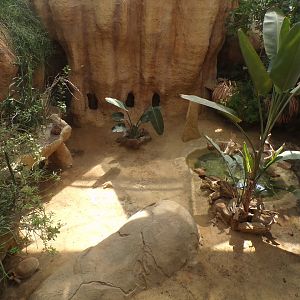 Africa- Sulcatta enclosure 13.7.23