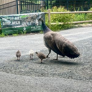 Peahen and Peachicks