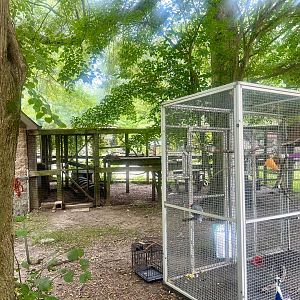 African Grey Parrot in foreground, Northern Grey Fox in background