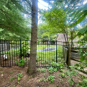 American Alligator Exhibit