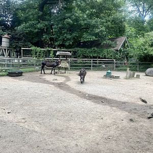 Domestic Horse and Ass