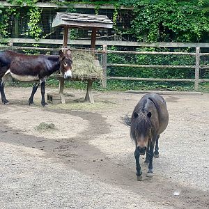 Domestic Ass and Horse