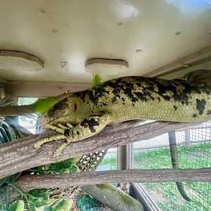 Solomon Islands Skink