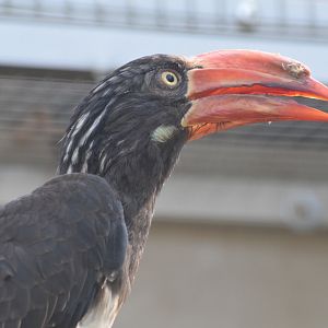 Vogelpark Turnersee - Crowned hornbill
