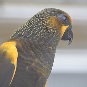 Vogelpark Turnersee - Brown lory