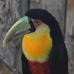 Vogelpark Turnersee - Red-breasted toucan