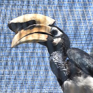 Vogelpark Turnersee - Southern pied hornbill