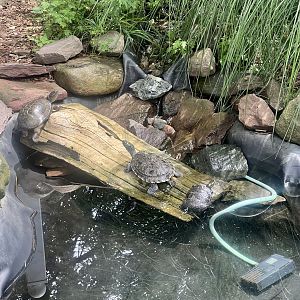 Various Pond Turtles