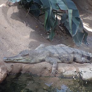 Africa- Slender-snouted crocodile 13.7.23