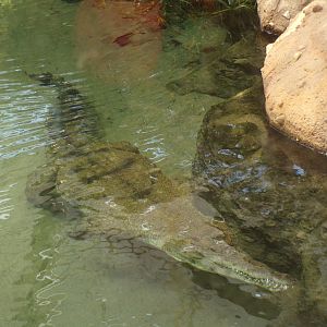 Africa- Slender-snouted crocodile swimming 13.7.23