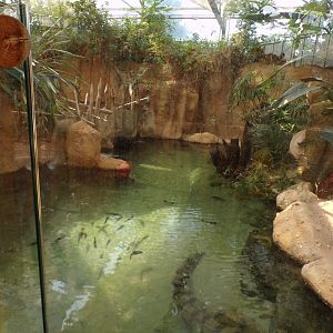 Africa- Slender-snouted crocodile enclosure 13.7.23
