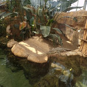 Africa- Slender-snouted crocodile enclosure 13.7.23