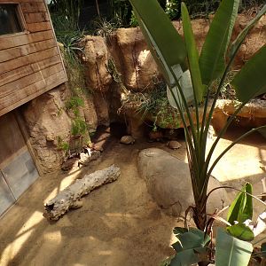 Africa- Sulcatta enclosure 13.7.23