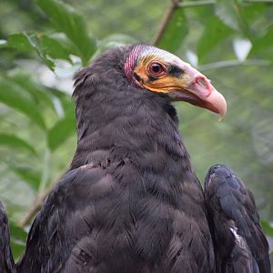Lesser yellow-headed vulture - August 2022