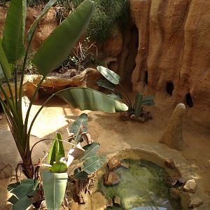 Africa- Sulcatta enclosure 13.7.23