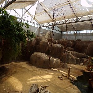 Africa- Rock hyrax enclosure 13.7.23