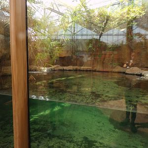 Africa- Nile crocodile enclosure 13.7.23