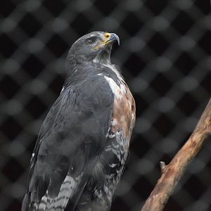 Jackal buzzard - August 2022