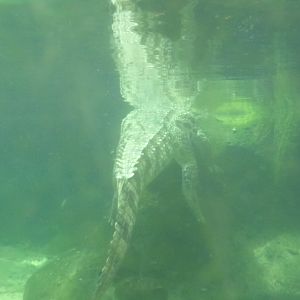 Africa- Nile crocodile underwater 13.7.23