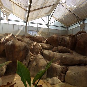 Africa- Rock hyrax enclosure 13.7.23