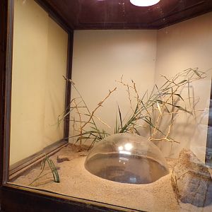 Africa- Locust enclosure 13.7.23