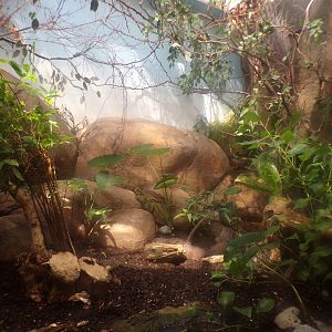 Africa- Black and Rufous elephant shrew and Moussier’s redstart enclosure 13.7.23