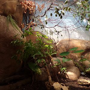 Africa- Black and Rufous elephant shrew and Moussier’s redstart enclosure 13.7.23