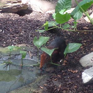 Africa- Black and Rufous elephant shrew 13.7.23
