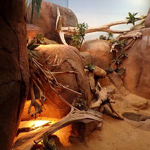 Africa- North African spiny-tailed lizard enclosure 13.7.23