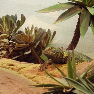 Africa- North African spiny-tailed lizard 13.7.23