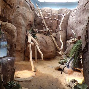 Africa- Pancake tortoise and North African spiny tailed lizard enclosure