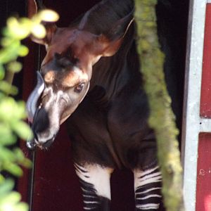 Africa- Okapi 13.7.23