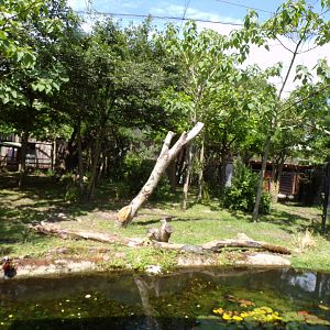 Africa- Okapi enclosure 13.7.23