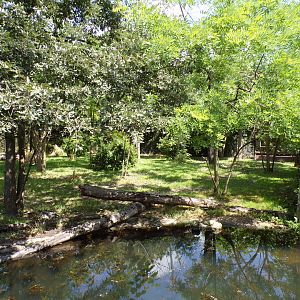 Africa- Okapi enclosure 13.7.23