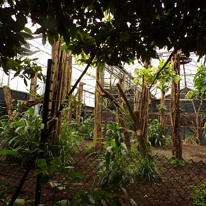 Africa- Okapi indoors 13.7.23