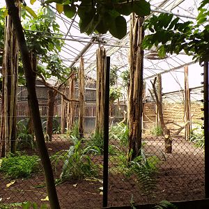 Africa- Okapi indoors 13.7.23