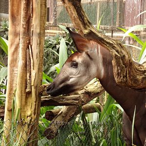 Africa- Okapi 13.7.23