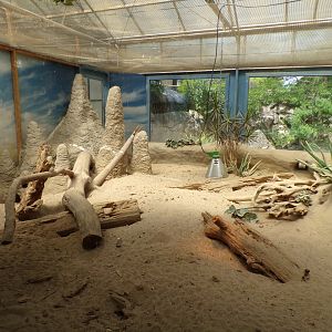 Africa- Meerkat indoors 13.7.23