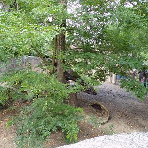 Africa- Meerkat enclosure 13.7.23