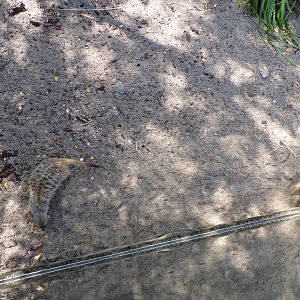 Africa- Meerkat stereotyping 13.7.23