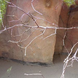 Africa- Cape ground squirrel and mixed bird indoors 13.7.23