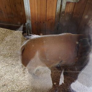 Africa- Red river hog 13.7.23