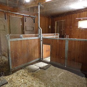 Africa- Red river hog indoors 13.7.23