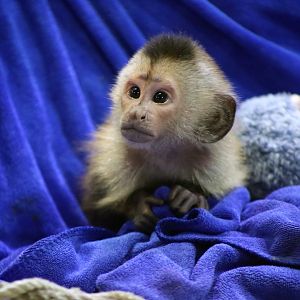 Baby White-throated Capuchin