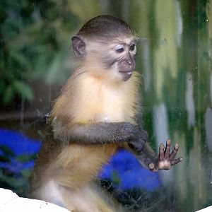 Baby Golden-bellied Mangabey (Cercocebus chrysogaster)
